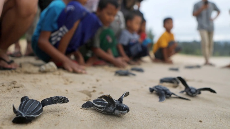 Baby Turtles released, Lampuuk beach, Aceh Besar, Indonesia